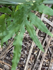 Phlebodium aureum