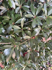 Ternstroemia gymnanthera