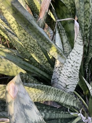 Sansevieria