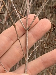 Hypericum prolificum