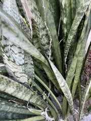 Sansevieria