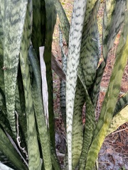 Sansevieria