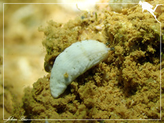 Dermatobranchus semistriatus