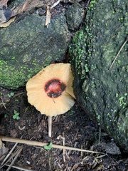 Abrachium floriforme