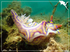 Miamira flavicostata