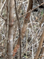 Hypericum prolificum