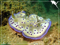 Goniobranchus kuniei