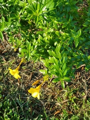 Allamanda cathartica