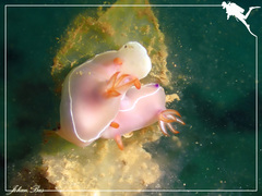 Hypselodoris bullockii