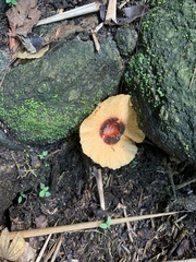 Abrachium floriforme