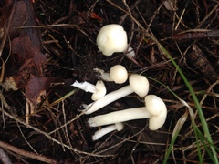 Cuphophyllus borealis