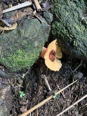 Abrachium floriforme