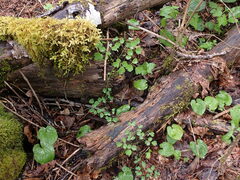 Thalictrum occidentale