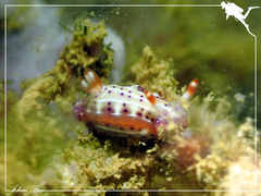 Hypselodoris maculosa
