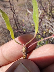 Bursera epinnata