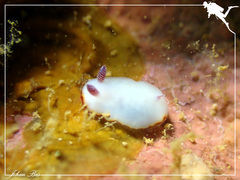 Goniobranchus verrieri