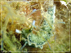Thuridilla carlsoni