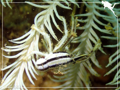 Allogalathea elegans