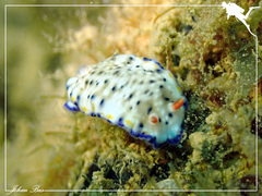 Hypselodoris sagamiensis