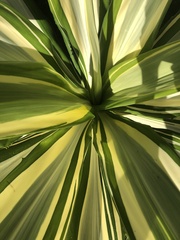 Agavoideae