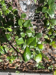 Myrcianthes fragrans