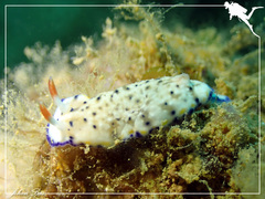 Hypselodoris sagamiensis