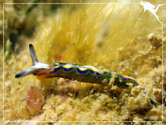 Thuridilla multimarginata