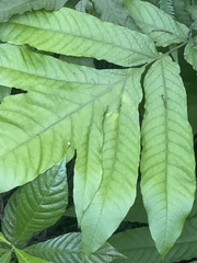 Tectaria heracleifolia