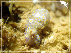 Lamprohaminoea ovalis