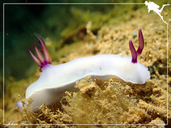 Hypselodoris lacteola