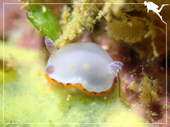 Goniobranchus rubrocornutus