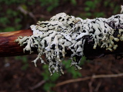 Hypogymnia enteromorpha