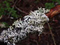 Hypogymnia enteromorpha