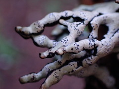 Hypogymnia enteromorpha