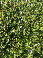 Richardia grandiflora