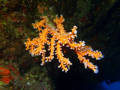 Dendrophyllia ramea