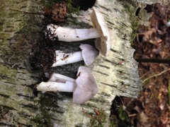 Tricholoma virgatum