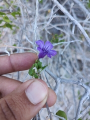 Ruellia californica peninsularis