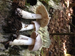 Tricholoma virgatum