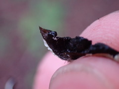 Hypogymnia enteromorpha