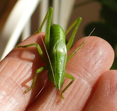 Belocephalus