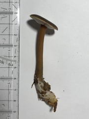 Rhodocollybia butyracea