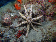 Coscinasterias tenuispina