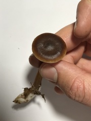 Rhodocollybia butyracea