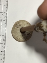 Rhodocollybia butyracea