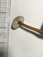 Rhodocollybia butyracea