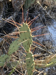 Opuntia mesacantha