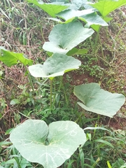 Cucurbita moschata