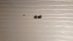 Aphodiinae