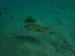 Sphoeroides marmoratus